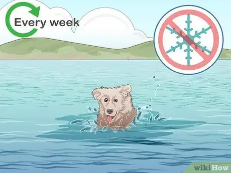 Image titled Safely Introduce Your Dog to Water Step 11