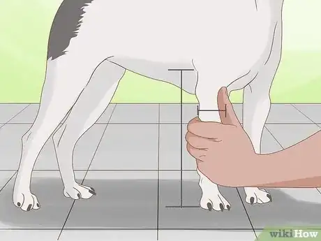 Image titled Tell How Big a Mixed Puppy Will Get Step 5