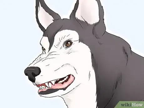 Image titled Identify an Alaskan Malamute Step 11