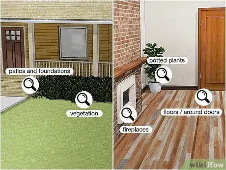 Image titled Kill Carpenter Ants Step 3