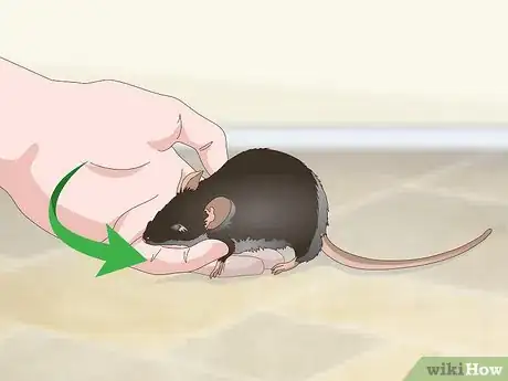 Image titled Tame a Rat Step 14