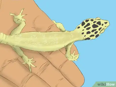 Image titled Care for a Wounded Leopard Gecko Step 4