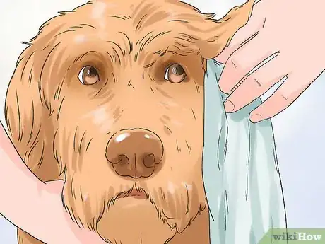 Image titled Groom a Long Fleece Coated Labradoodle Step 19