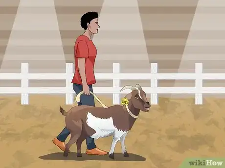 Image titled Show a Goat in 4H Step 14