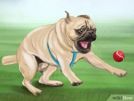 Image titled Live with a Pug Dog Step 7