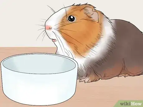 Image titled Get Your Guinea Pig to Lose Weight Step 5