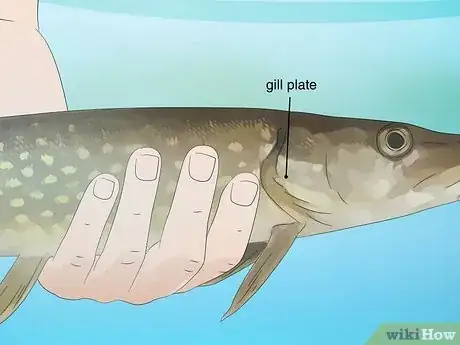 Image titled Hold a Fish Step 4