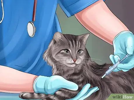 Image titled Diagnose and Treat the Cause of Deformed Cat Nails Step 8