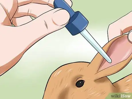 Image titled Treat Ear Mites in Rabbits Step 3