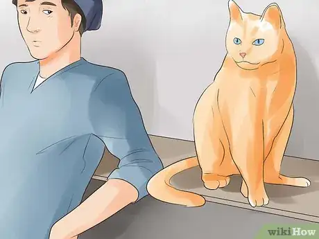 Image titled Know if Your Cat Is Dying Step 2