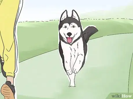 Image titled Identify an Alaskan Malamute Step 14