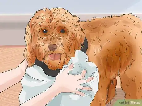 Image titled Groom a Long Fleece Coated Labradoodle Step 15