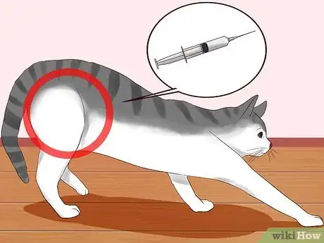 Image titled Give a Cat an Injection Step 12