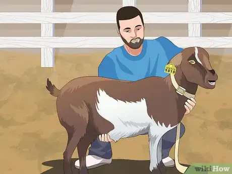 Image titled Show a Goat in 4H Step 15