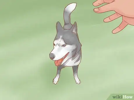 Image titled Care for a Husky Step 10