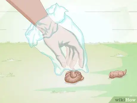 Image titled Get a Fecal Sample from Your Dog Step 2