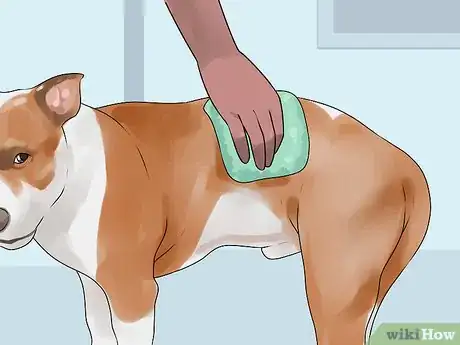 Image titled Groom Your American Pit Bull Terrier Step 2