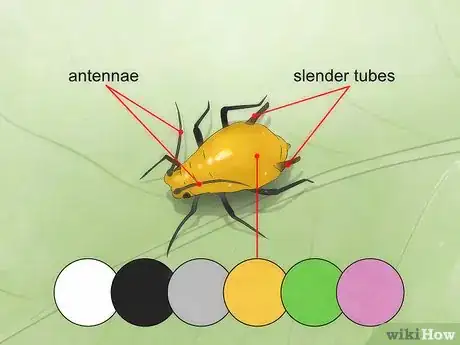 Image titled Get Rid of Aphids Step 1