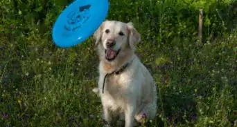 Teach a Dog How to Catch a Frisbee