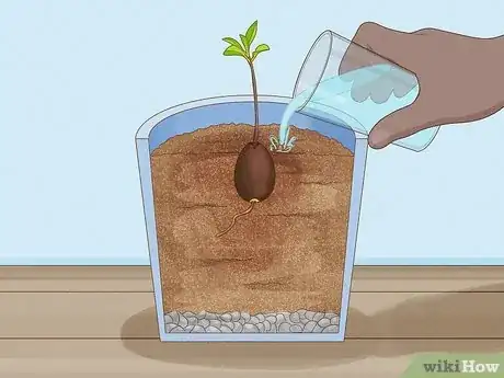 Image titled Grow Avocados as Houseplants Step 17