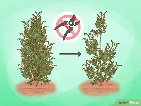 Image titled Prune Arborvitae Step 4