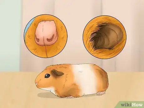 Image titled Perform a Check Up on Your Hamster Step 4