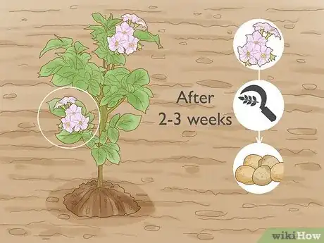 Image titled Potatoes from Seed Step 16