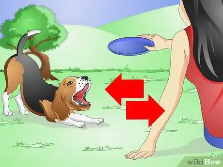 Image titled Care for Beagles Step 10