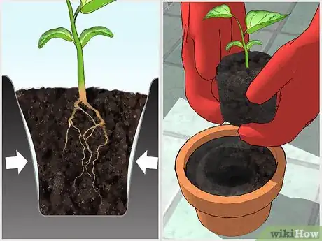 Image titled Grow Bell Peppers Indoors Step 11