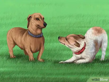 Image titled Socialize a Dog with Other Dogs Step 10