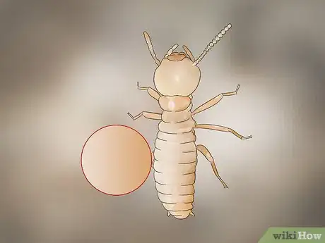 Image titled Identify Termite Larvae Step 2