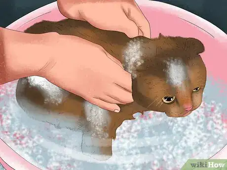 Image titled Remove Paint from a Cat's Fur Step 11