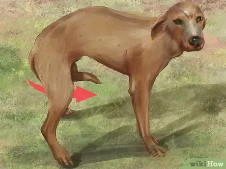 Image titled Recognize Fear in Dogs Step 6