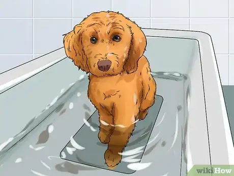 Image titled Groom a Long Fleece Coated Labradoodle Step 12