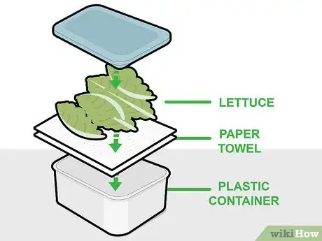 Image titled Grow Butter Lettuce Step 11