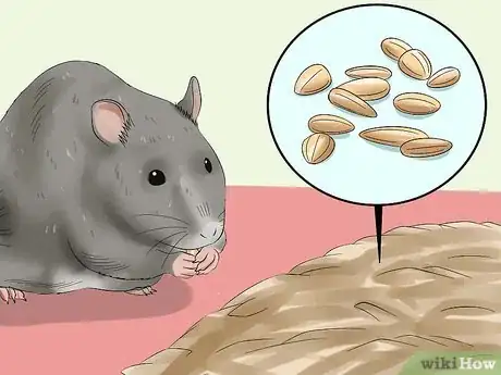 Image titled Feed a Pet Rat Step 5