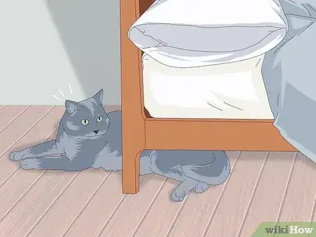 Image titled Get a Cat for a Pet Step 19