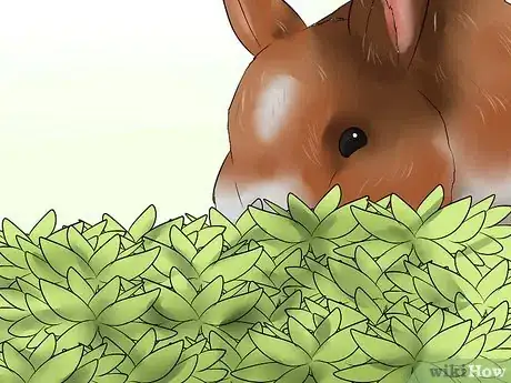 Image titled Prevent Gastrointestinal Stasis in Rabbits Step 4