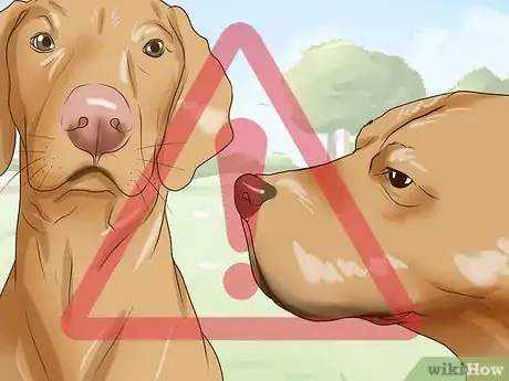 Image titled Keep Dogs in the Same House from Fighting Step 10