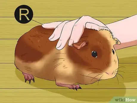 Image titled Pick Up a Guinea Pig Step 2