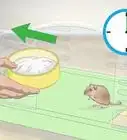 Give a Gerbil a Sand Bath