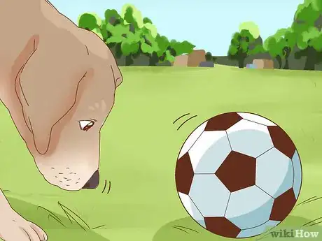 Image titled Train a Dog to Play Soccer Step 7