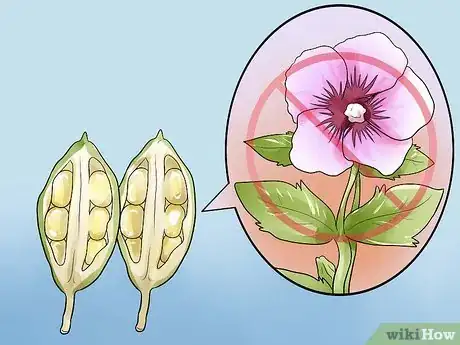 Image titled Propagate Rose of Sharon Cuttings Step 7