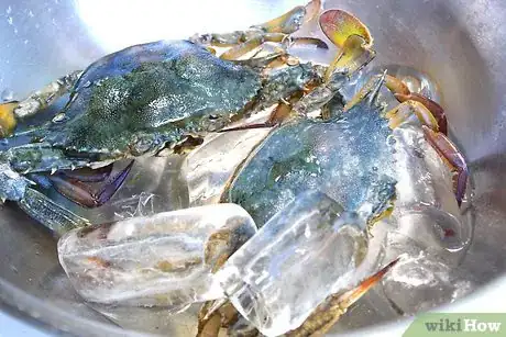 Image titled Boil Blue Crab Step 3