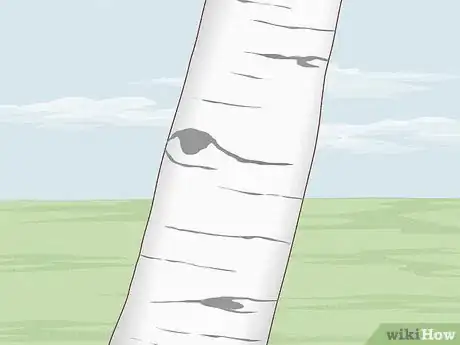 Image titled Identify Different Species of Birch Trees Step 3