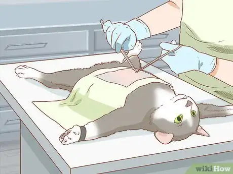 Image titled Diagnose and Treat Hernias in Cats Step 5