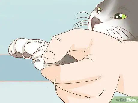 Image titled Put Nail Caps on Your Cat Step 9