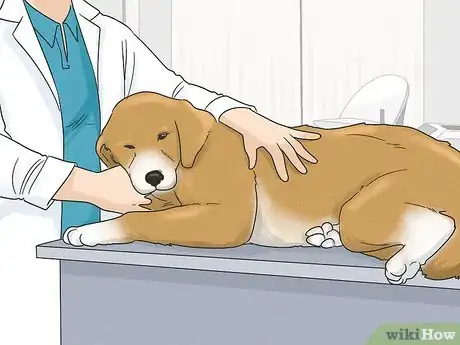 Image titled Remove a Dog from an Unsafe Environment Step 6