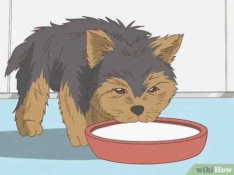 Image titled Feed a Yorkie Puppy Step 1