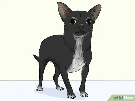 Image titled Identify a Chihuahua Step 9